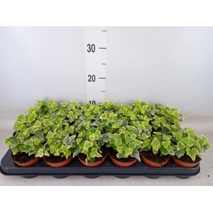 Hedera helix 'White Wonder'