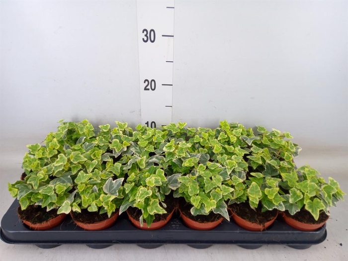 <h4>Hedera helix 'White Wonder'</h4>