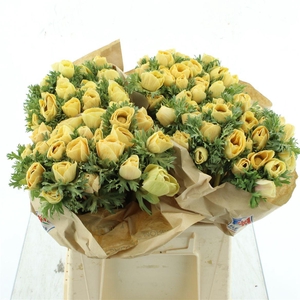 Anemone Powder Yellow Flashy