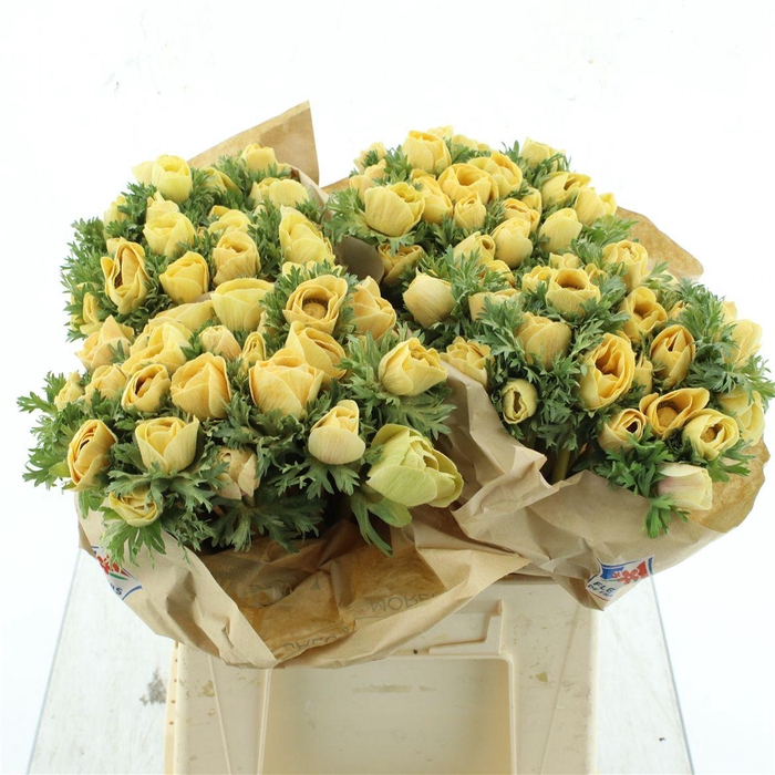 <h4>Anemone Powder Yellow Flashy</h4>