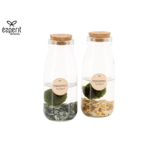 90545: Marimo mini Bottle D6 / H14