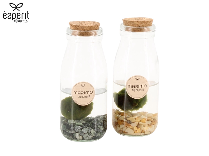<h4>90545: Marimo mini Bottle D6 / H14</h4>