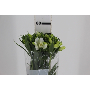 ALSTROEMERIA MISTRAL 080 CM