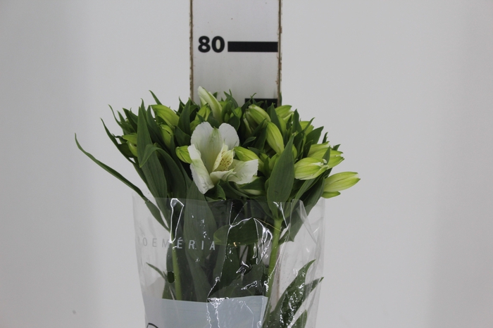 <h4>ALSTROEMERIA MISTRAL 080 CM</h4>