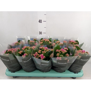 Kalanchoe blos. 'Serenity Softpurp'