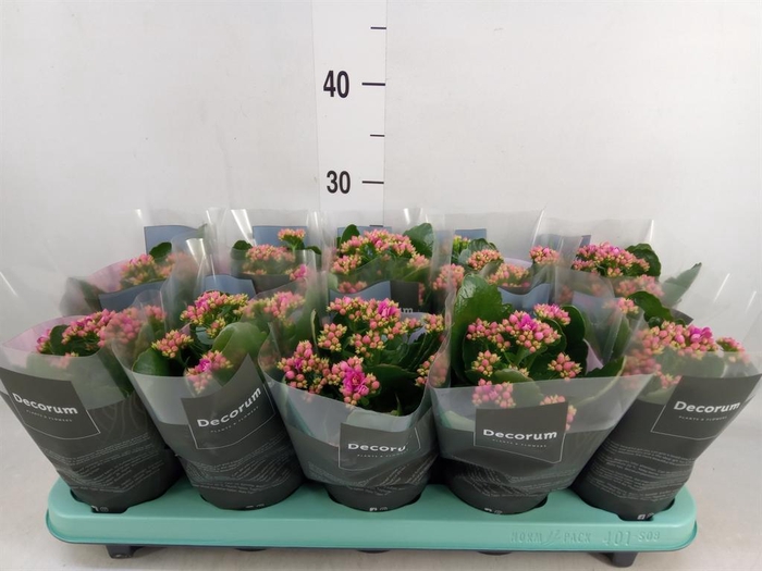 <h4>Kalanchoe blos. 'Serenity Softpurp'</h4>