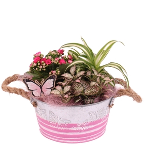 Mothersday Arr. Indoor Zinc Butterfly Pot Ø18cm 3PP