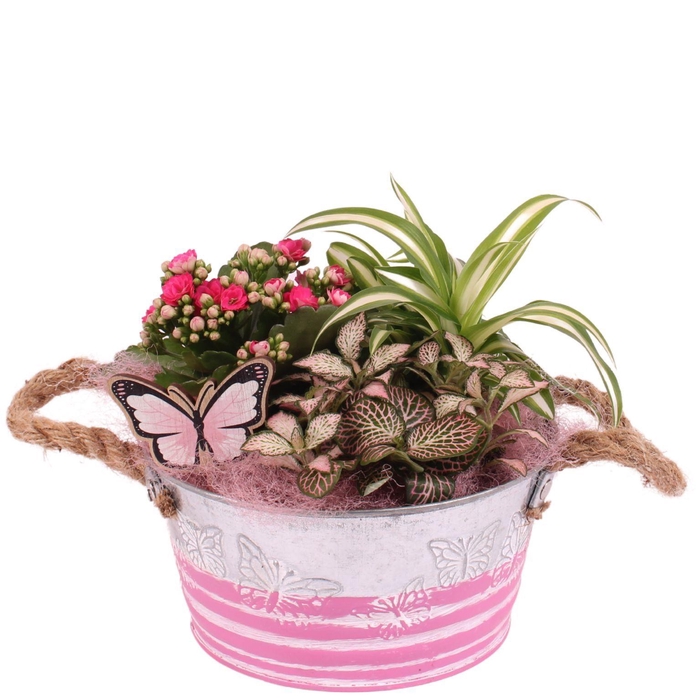 <h4>Mothersday Arr. Indoor Zinc Butterfly Pot Ø18cm 3PP</h4>