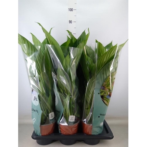 Spathiphyllum  'Bingo Cupido'