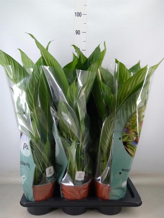 <h4>Spathiphyllum  'Bingo Cupido'</h4>