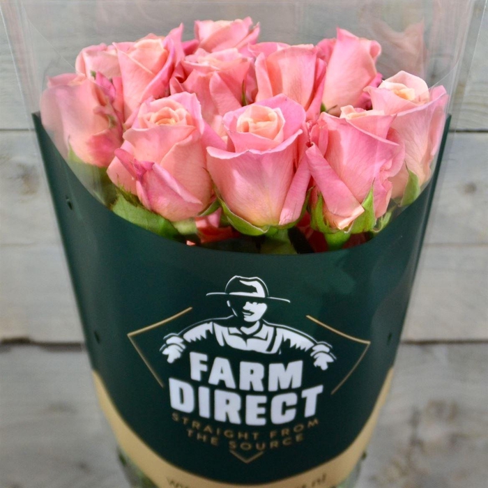 <h4>R Gr Miss Piggy</h4>