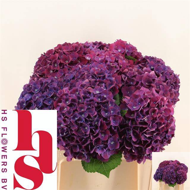 Hydrangea my mon amour purple