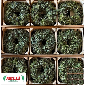 Sierfruit Krans H%