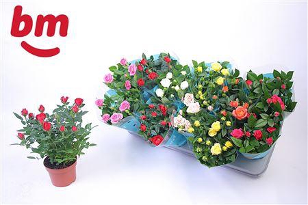 <h4>Rosa Beau Monde Gemengd 10,5 Cm Klo</h4>