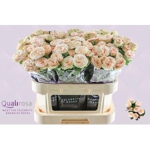 R Tr Gentle Trendsetter