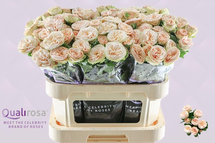 <h4>R Tr Gentle Trendsetter</h4>