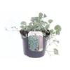 Dichondra argentea Silver Falls