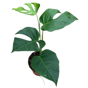 Monstera Sierrana