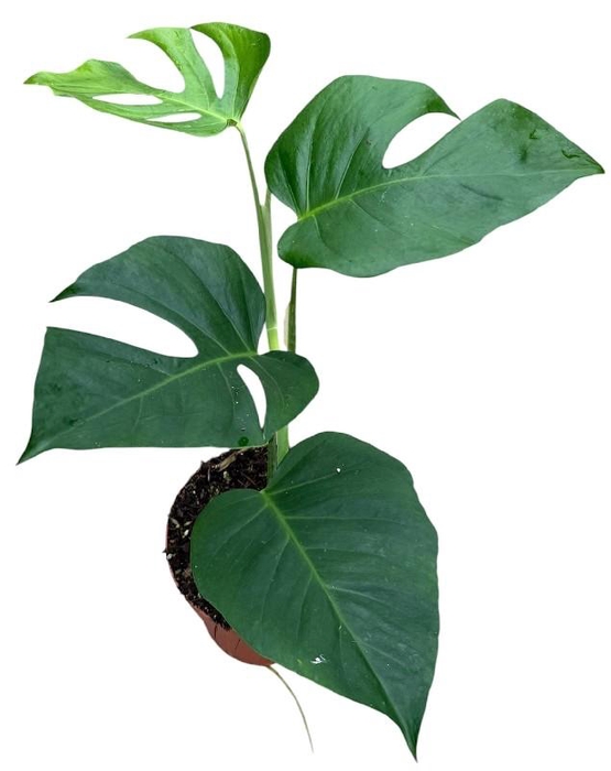 <h4>Monstera Sierrana</h4>