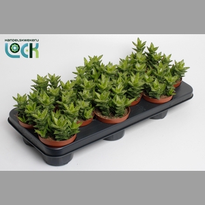ALOE OV