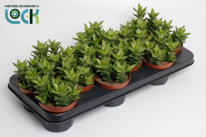 <h4>ALOE OV</h4>