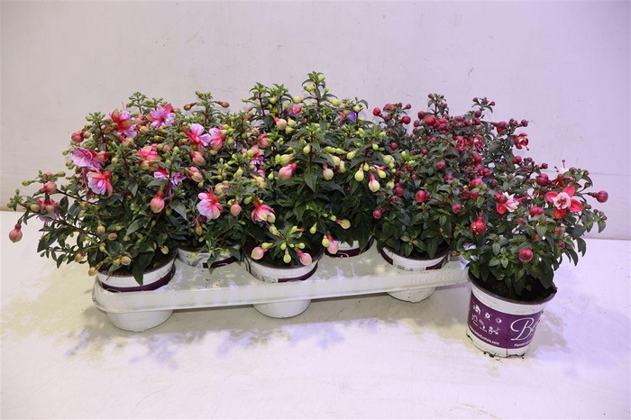 <h4>Fuchsia B F Gem</h4>