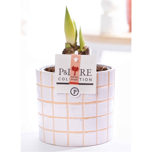 <h4>Hippeastrum red in P&PURE Tirza ceramics</h4>