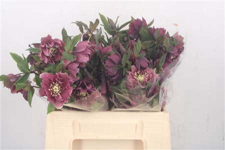 <h4>Helleborus Double Ellen Red</h4>