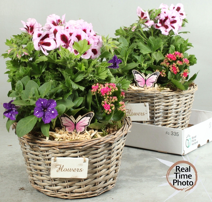 <h4>ARR GARDEN BASKET X2</h4>