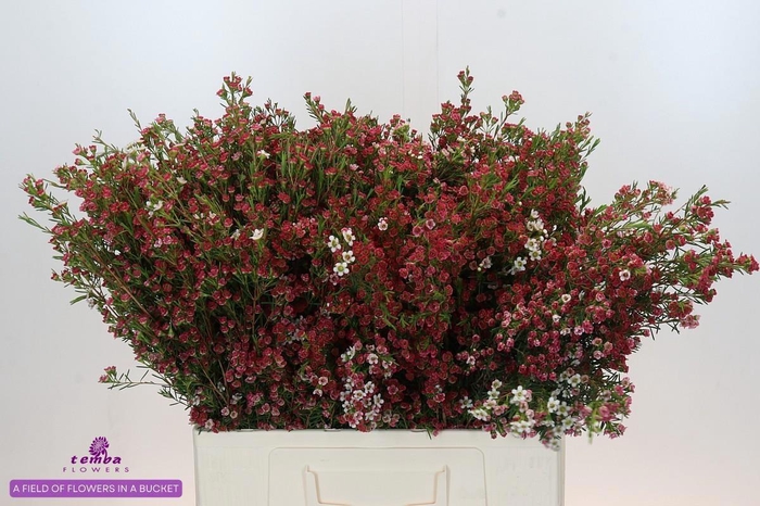 <h4>CHAME UN MY SWEET 16</h4>