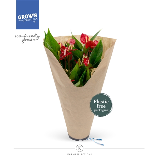 <h4>Anthurium - KARMA Million | 12cm | ECO/KRAFT SLEEVE</h4>