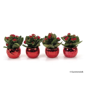 KALANCHOE BLOSSF KERST P6 E 2255