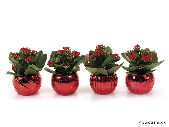 <h4>KALANCHOE BLOSSF KERST P6 E 2255</h4>