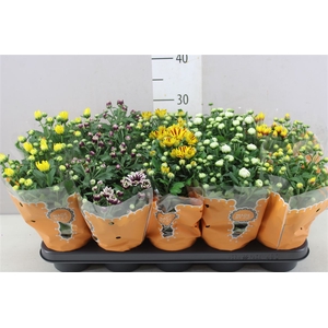 Chrysanthemum Indicum Grp gemengd