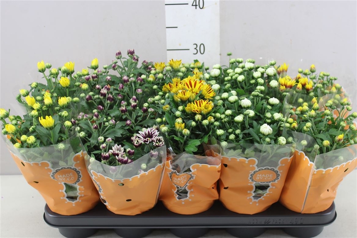 <h4>Chrysanthemum Indicum Grp gemengd</h4>