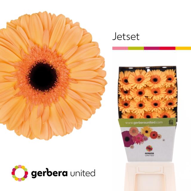 <h4>Gerbera diamond jetset</h4>