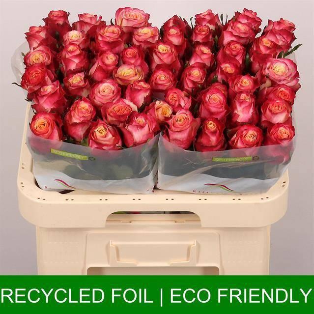 <h4>R GR MAI TAI</h4>