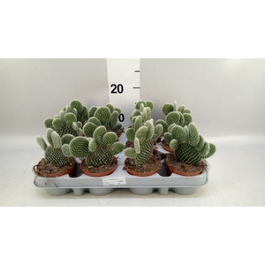 Opuntia microdasys 'Albispina'