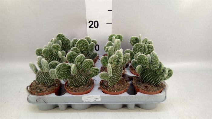 <h4>Opuntia microdasys 'Albispina'</h4>