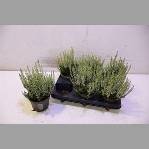 Callu Bl Verenka