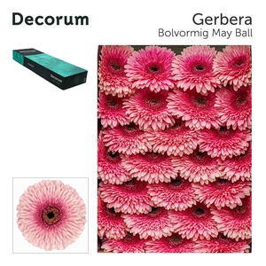 Gerbera Pomponi May Ball Doos