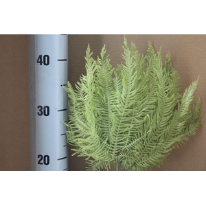 Japan Deco Mountain Fern Spring Green 10 Pcs