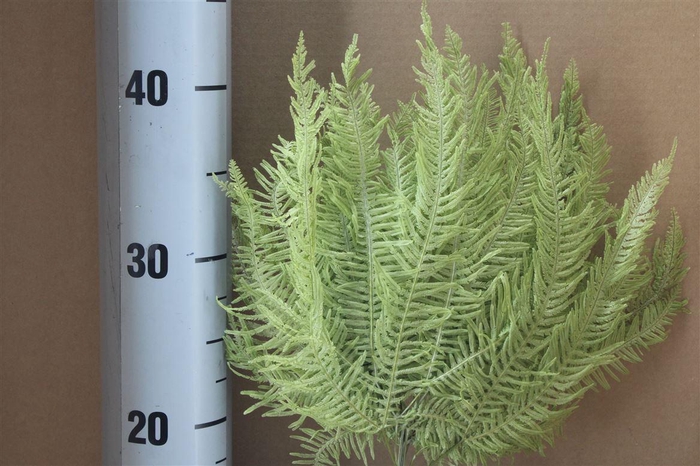<h4>Japan Deco Mountain Fern Spring Green 10 Pcs</h4>