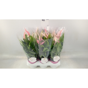 Anthurium andr. 'Lilli'