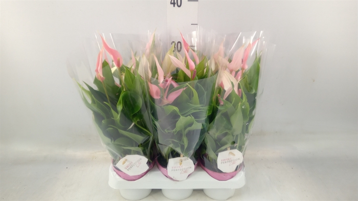 <h4>Anthurium andr. 'Lilli'</h4>