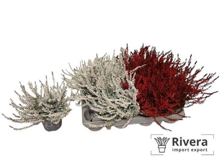 arr8 Callu Klb Mixk H%