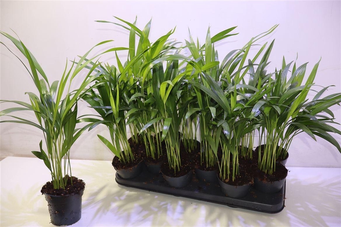 <h4>Dypsis Lutescens</h4>