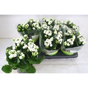 KALAN CALAN WHITE P15