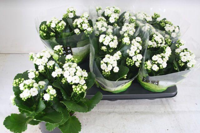 <h4>KALAN CALAN WHITE P15</h4>