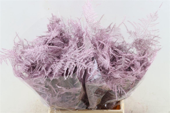 <h4>Asp Kbh Kort Rose Goud</h4>